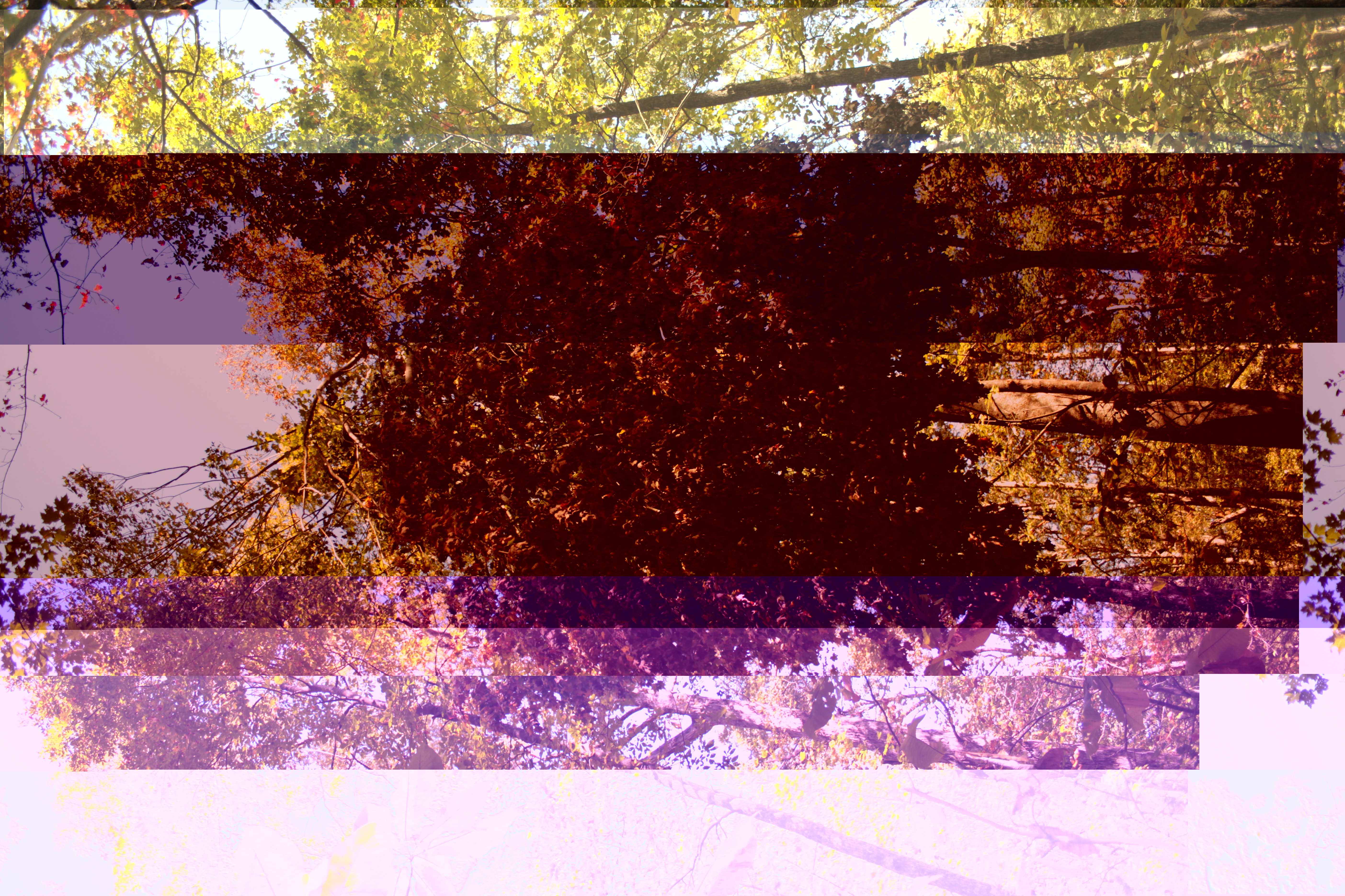 Glitch Photo 4